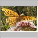 Argynnis paphia - Kaisermantel w04.jpg